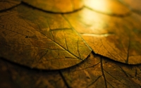 Golden_leaves_by_Mauro_Campanelli