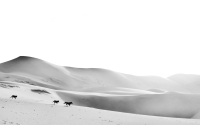 Horses_on_sand_dunes_by_Matthias_Siewert