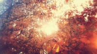 Sunny_Autumn_by_Joel_Heaps