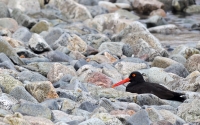Oyster_Catcher_in_the_Rocks_by_Raymond_Lavoie