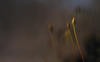 Moss_inflorescence_by_carmelo75