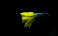 Spring_by_Peter_Apas