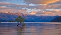 Wanaka_Tree_by_Stephane_Pakula