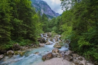 Forest_by_Moritz_Reisinger