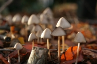 Mushrooms_3_by_moritzmhmk