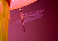 Pink_and_Blue_by_Ashwin_Deshpande