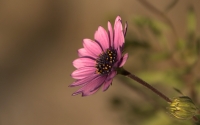Purple_Daisy_by_Maria_Scotto