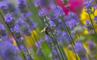 Bee_on_lavendar_by_Martin