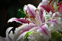 Bloom_by_Victor_Madru