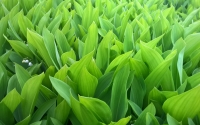 Lily_of_the_Valley_by_Robert_Slotte
