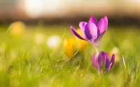 Crocus_Wallpaper_by_Roy_Tanck