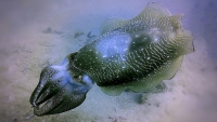 This photo is taken by AllWinner's v3-sdv