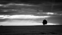 Morning_by_Bernhard_Hanakam