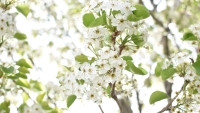Spring_Flowers_by_MK4-MI01