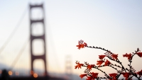 Flower_Gate_Bridge_by_Michele_Agostini