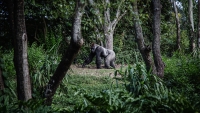 Silver_Back_Gorilla_by_Mike_Arney