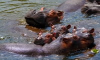 Hippopotamus_Swimming_Photo_by_Francesco_Ungaro