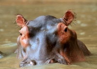 Macro_Shot_of_Black_Animal_by_Gene_Taylor