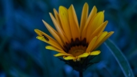 Blue_flower_by_Elena_Stravoravdi