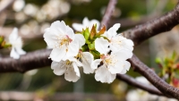 Cherry_Tree_in_Lakones_by_elenastravoravdi