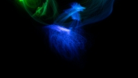 Optical_Fibers_in_Dark_by_Elena_Stravoravdi