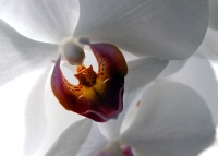 WhiteOrchid
