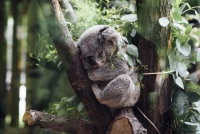 sleeping_beauty_by_jordan-whitt