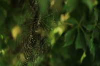 cobweb_by_sigi_sagi