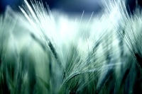 dream_by_sigi_sagi