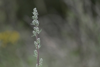simplicity_by_paul_van_de_velde