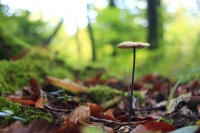 wald_by_sigi_sagi