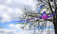streaming_butterfly_by_xander_jara