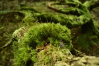 green_spikey_thing_by_gill_santos