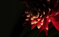 pointy_red_by_guy_renard