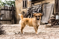 stray_dog_by_radu_galan