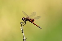 tramea_basilaris_by_sudhir_reddy