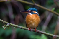 common_kingfisher_by_sudhir_reddy