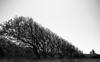 cyclist_and_coast_trees_by_jeena_paradies