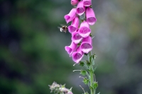 pink_bee_flower_by_gil_santos
