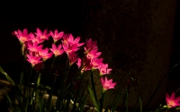 unknown_flower_by_ngynloc