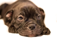 cute_puppy_by_rudy_van_der_veen