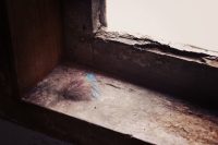 feather_on_windowsill_by_jill_heyer