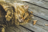 quignone_the_cat_by_thomas_jarrand