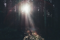 sun_through_trees_by_annie_spratt
