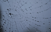 delicate_by_juan_cabello