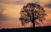 lonely_tree_by_aabhas_lall
