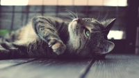little_ball_of_fur_by_rebecca_wientzek