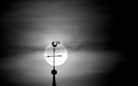 weathercock-black-white