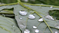 raindrops_on_a_maple_leaf_by_markus_rossel