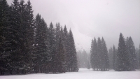 snowy_pines_above_planica_by_jan_makovecki